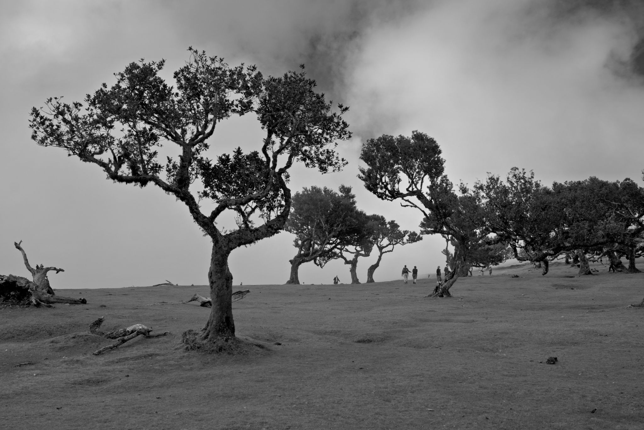 May 2025: Posto Florestal Fanal, Madeira